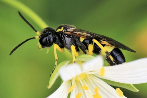 Zonuledo zonula